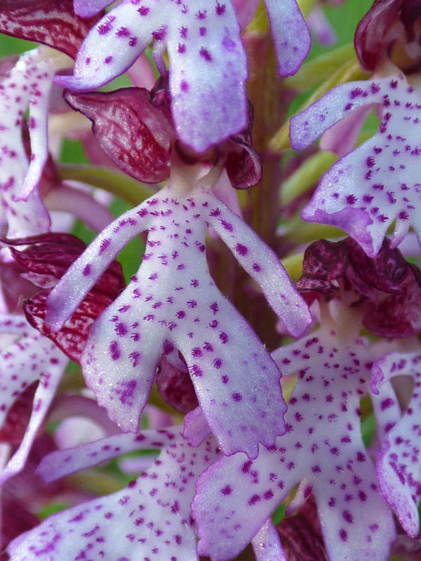 Orchis purpurea